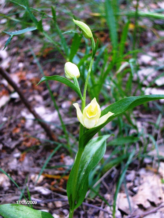 Cephalanthera damasonium